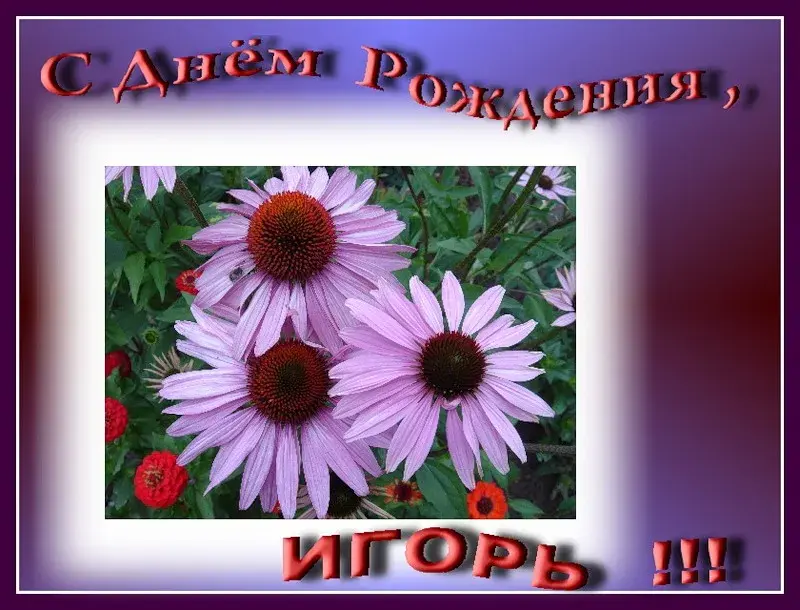 Открытка открытки с именем Игорь - Открытка с цветами: георгины и поздравление | Красивая открытка #228