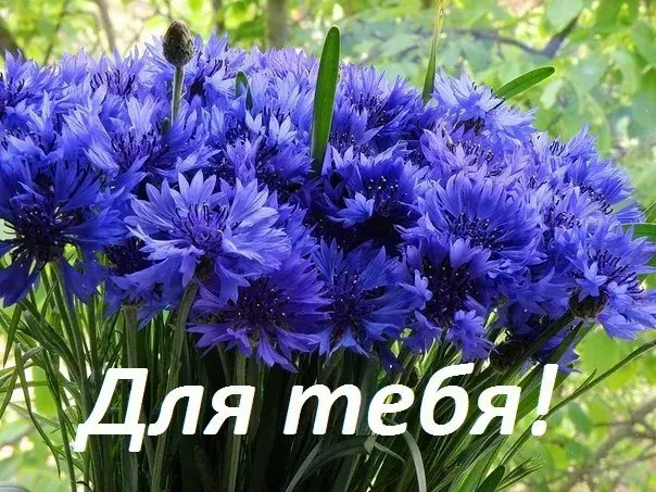 Открытка Для тебя - Голубые васильки: открытка с летним цветом | Красивая открытка #83