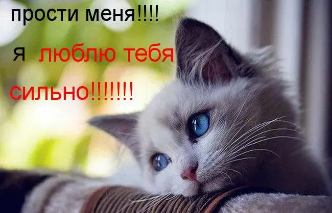 Открытка Открытки с извинениями любимым - Милый котенок с грустными глазами | Красивая открытка #22