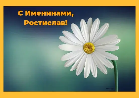 Открытка Открытки с именем Ростислав  - Открытка с ромашкой: нежный букет для Вас | Красивая открытка #87