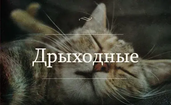 Открытка Выходные - Спящий котенок: открытка с милым котенком | Красивая открытка #78