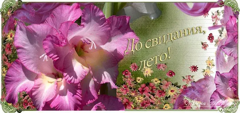 Открытка Открытки с последним днем лета - Открытка: Розовые гладиолусы и цветы. | Красивая открытка #14