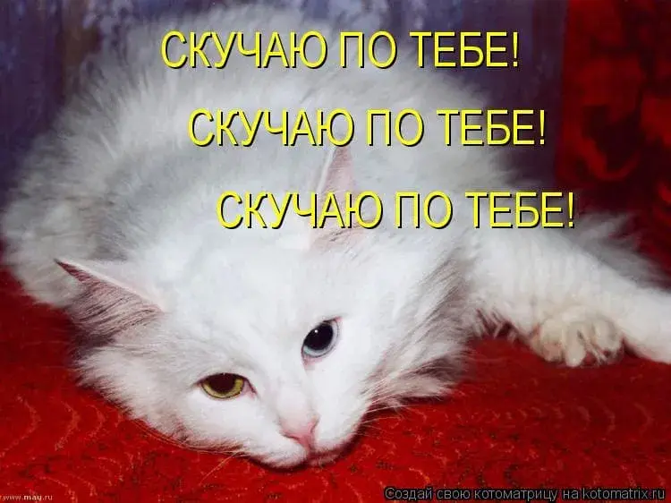 Открытка Я скучаю  - Белый кот на красном фоне | Красивая открытка #48