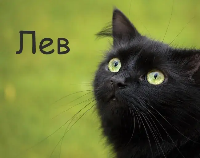 Открытка Открытки с именем Лев  - Открытка с чёрным котом: милый взгляд | Красивая открытка #215