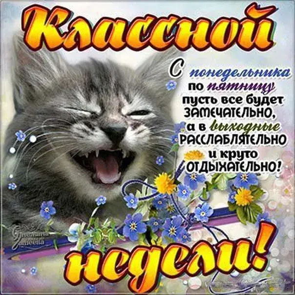 Открытка Недели - Открытка с котенком и цветами | Красивая открытка #9