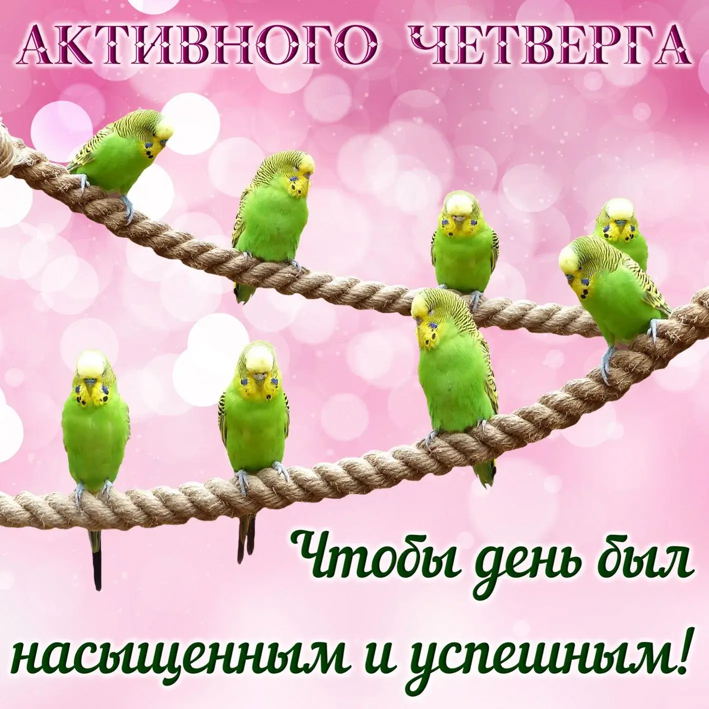 Открытка С четвергом - Открытка с зелёными попугаиками на ветке | Красивая открытка #12