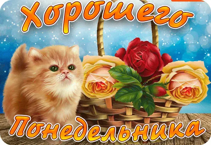 Открытка Удачного понедельника - Открытка с рыжим котом и розами | Красивая открытка #61
