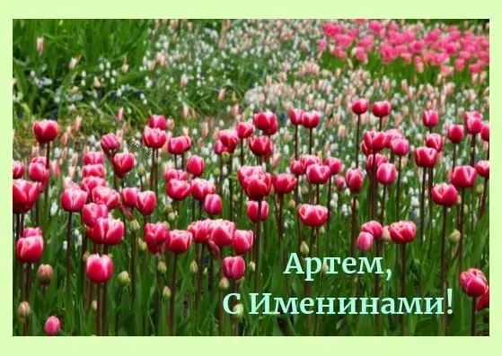 Открытка открытки с именем Артем - Поле тюльпанов: поздравления с днем рождения | Красивая открытка #209