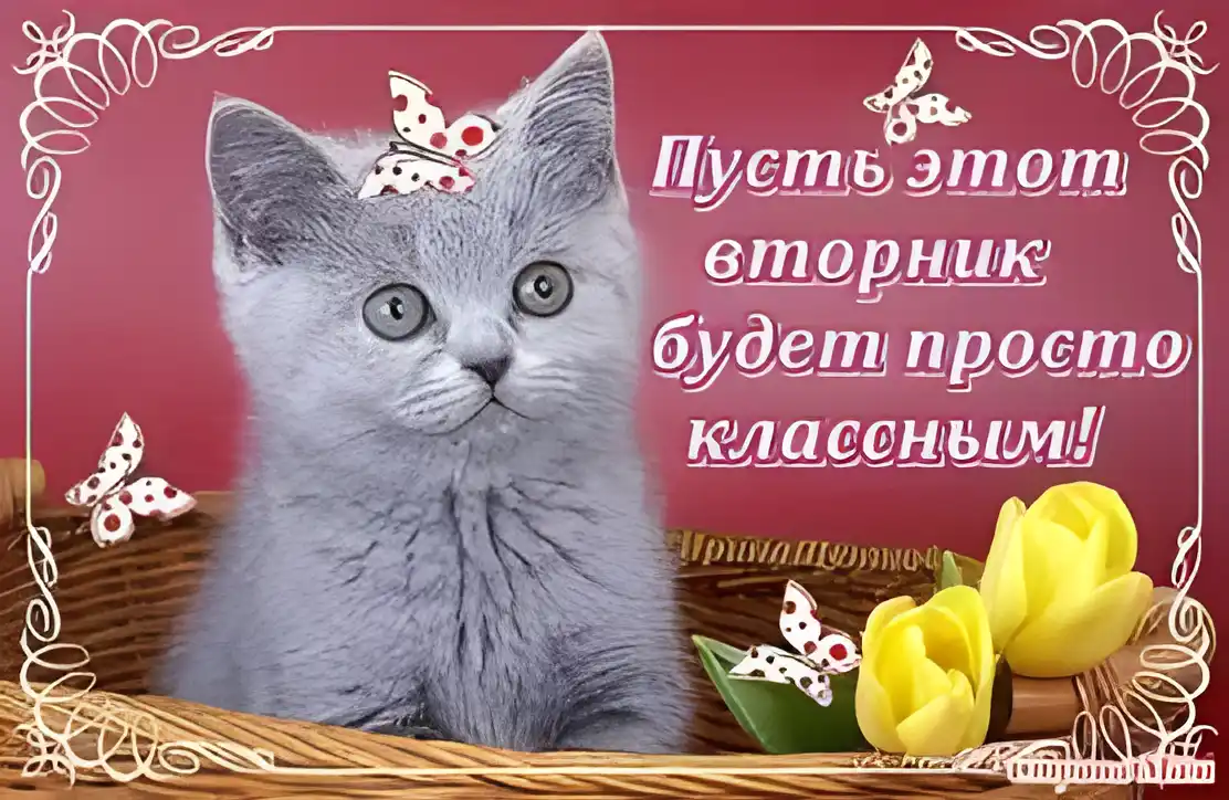 Открытка Открытки на вторник - Открытка с серым котенком и тюльпанами | Красивая открытка #157