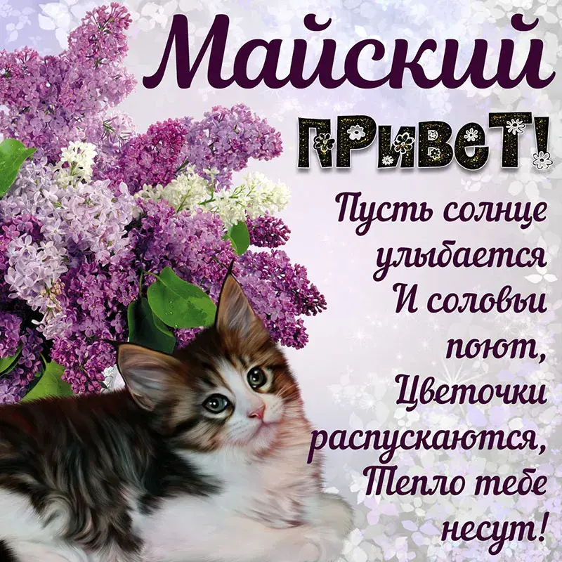 Открытка С сиренью - Котенок и сирень: нежная открытка с цветами | Красивая открытка #107