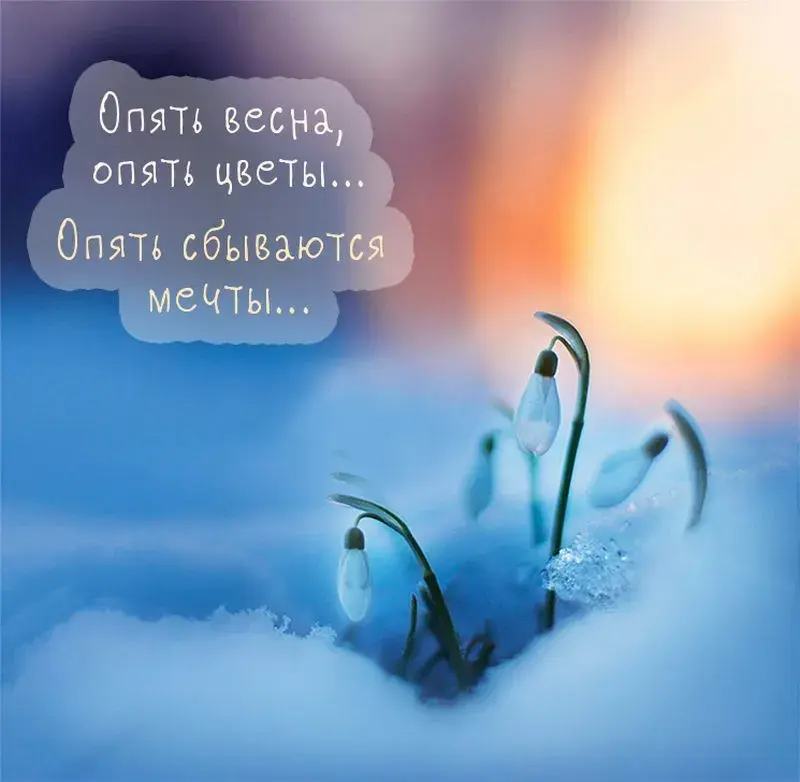 Открытка Высказывания, мысли - Первые подснежники на снегу. Весенняя открытка | Красивая открытка #72