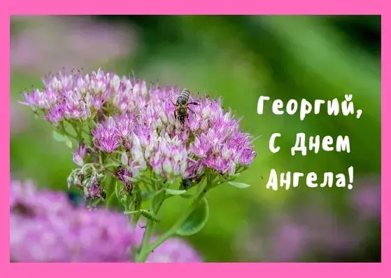 Открытка открытки с именем Георгий  - Фиолетовые цветы с пчелкой: открытка с днем рождения | Красивая открытка #133