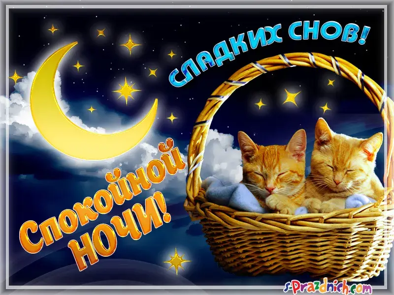 Открытка Спокойной ночи - С добрым утром и спокойной ночи! Открытка с котиком | Красивая открытка #137