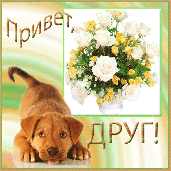 Открытка Привет другу/подруге - Открытка с щенком и цветами | Красивая открытка #4