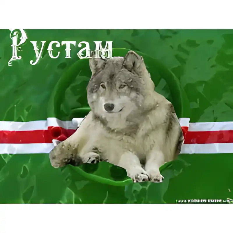 Открытка Открытки с именем Рустам - Открытка с волком на зеленом фоне | Красивая открытка #80