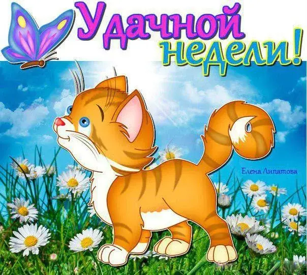 Открытка Недели - Открытка с милым котенком на лугу | Красивая открытка #11