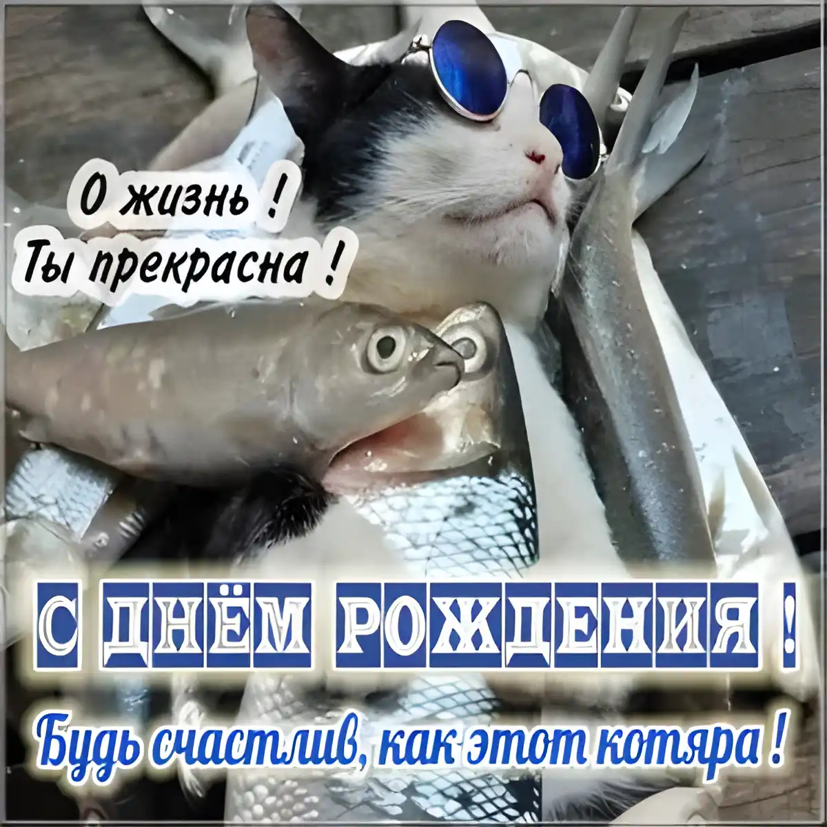 Открытка С кошками - Котик с рыбой с Днем Рождения! Открытка | Красивая открытка #13