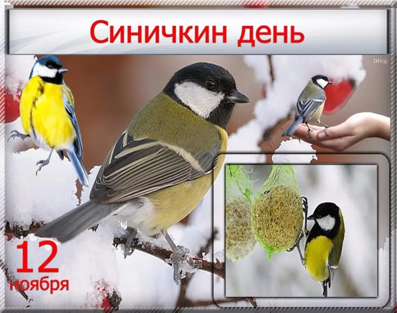 Открытка Синичкин день - Открытка с синичкой, 12 ноября. | Красивая открытка #2