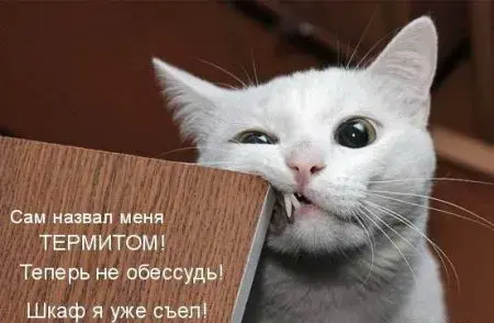 Открытка Прикольные открытки с животными - Смешная открытка с котом: "Сам назвал термитом!" | Красивая открытка #17