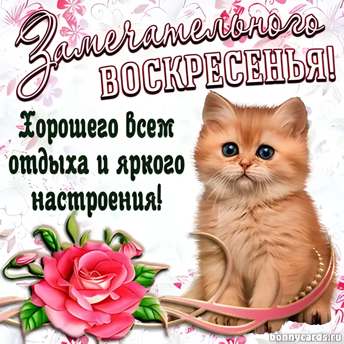 Открытка Доброе утро воскресенье - Открытка с котенком и розами | Красивая открытка #4