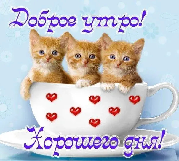Открытка Доброе утро - Открытка с котятами в чашке: С добрым утром! | Красивая открытка #56