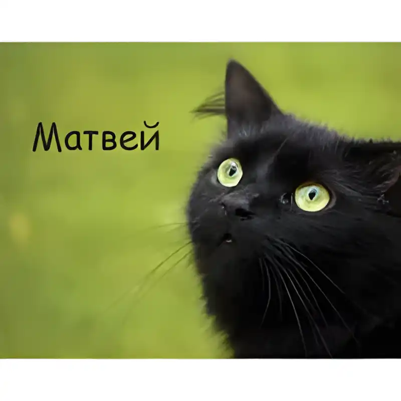 Открытка открытки с именем Матвей  - Черный кот на зеленом фоне  открытка с котиком | Красивая открытка #233