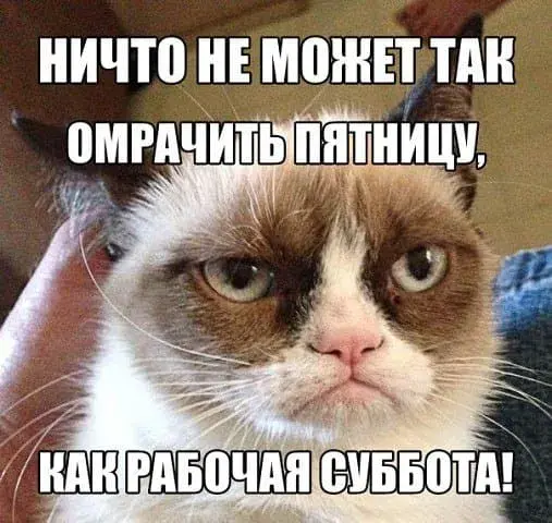 Открытка Открытки на субботу - Сердитый кот: смешная открытка | Красивая открытка #77