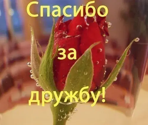 Открытка Спасибо за дружбу - Красный бутон розы крупным планом | Красивая открытка #10