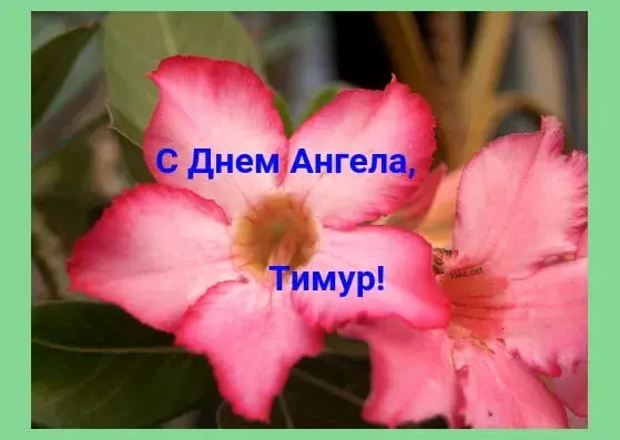 Открытка Открытки с именем Тимур - Розовый цветок адениума: открытка с днем рождения | Красивая открытка #203