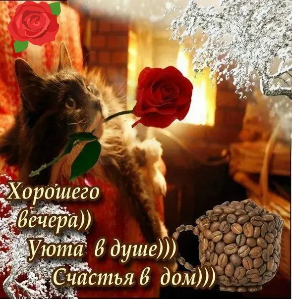 Открытка Приятного вечера - Открытка: кот, роза, кофейные зерна | Красивая открытка #18