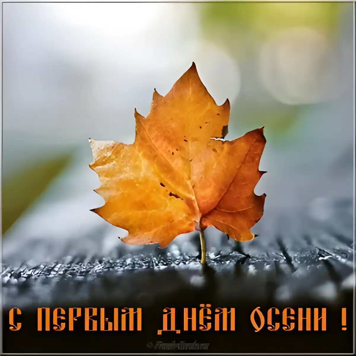 Открытка Первый день осени - Открытка с осенним листом: Красивая природа | Красивая открытка #75