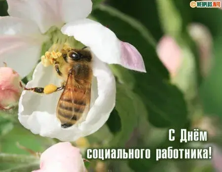 Открытка С днём социального работника - Пчела в цветке: открытка с Днём работника | Красивая открытка #40