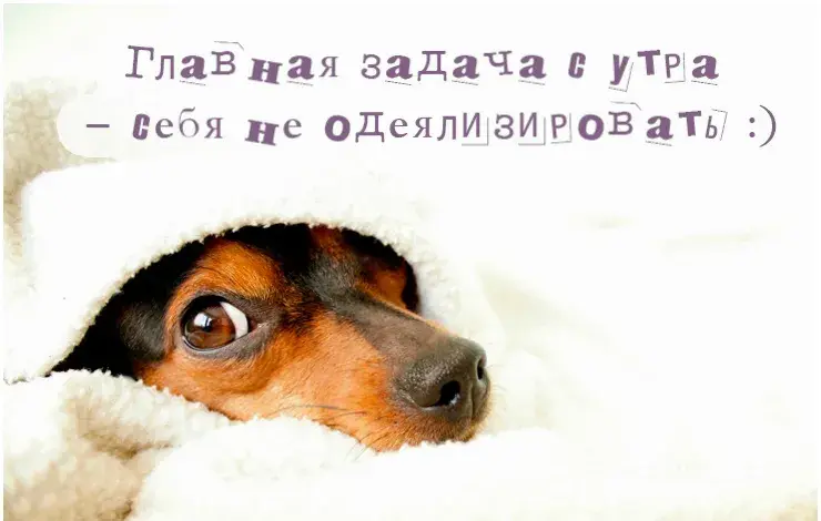 Открытка Прикольные открытки с животными - Собака за одеялом: милая открытка с щенком | Красивая открытка #27