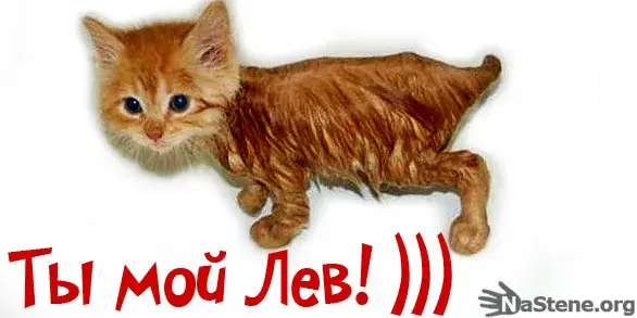 Открытка Открытки с именем Лев  - Забавная открытка с рыжим котенком | Красивая открытка #142