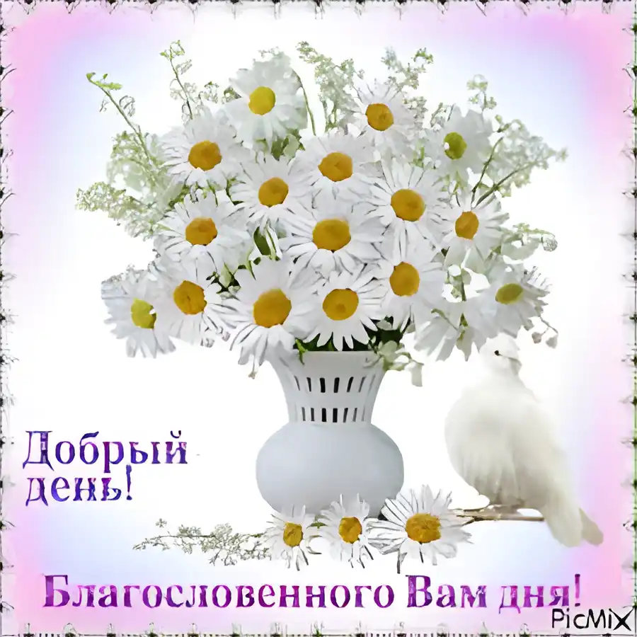 Открытка Открытки хорошего дня - Открытка с цветами и голубем | Красивая открытка #199