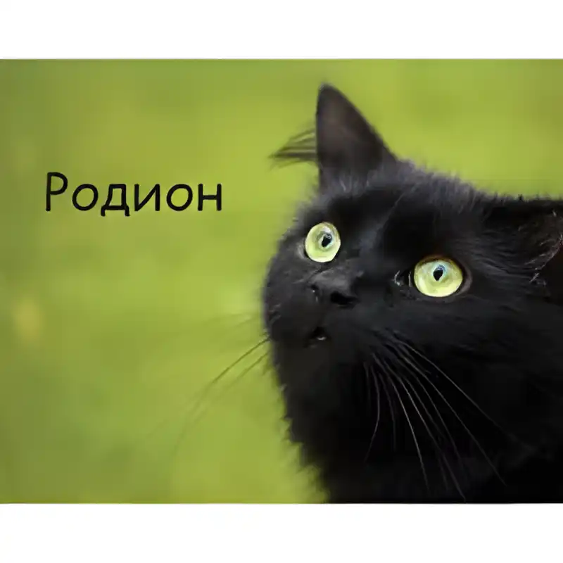 Открытка Открытки с именем Родион  - Черный кот с зелеными глазами на открытке | Красивая открытка #156