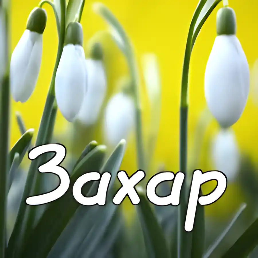 Открытка открытки с именем Захар - Подснежники: нежная весенняя открытка | Красивая открытка #213