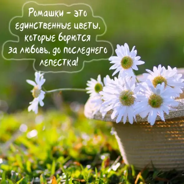 Открытка С ромашками - Полевые ромашки на лугу: открытка с цветами | Красивая открытка #112