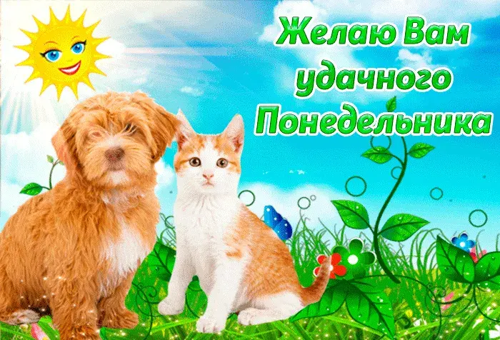 Открытка Удачного понедельника - Открытка с котенком и щенком на лугу | Красивая открытка #66