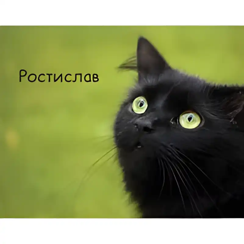 Открытка Открытки с именем Ростислав  - Черный кот на открытке: милый взгляд | Красивая открытка #137