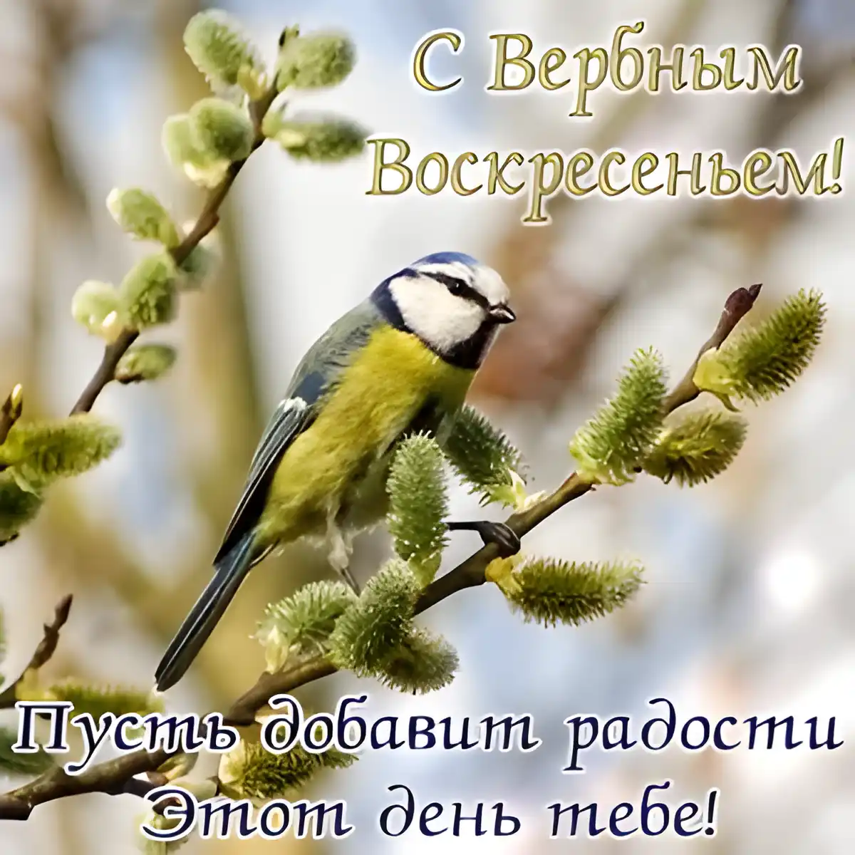 Открытка С вербным воскресеньем - Птица на ветке вербы: Пасхальная открытка с природой | Красивая открытка #202