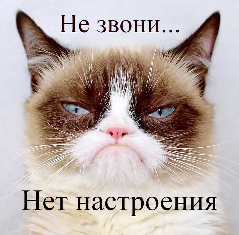 Открытка нет настроения - Сердитый кот: открытка с настроением | Красивая открытка #4