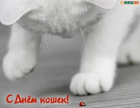 Открытка С Всемирным днём кошек - Открытка: С Днём котика! Белый кот и божья коровка | Красивая открытка #18