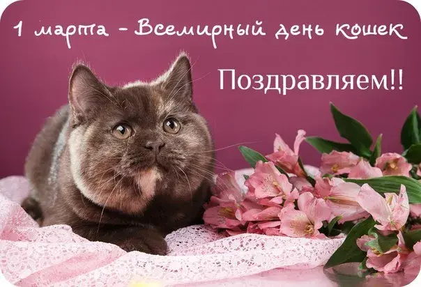 Открытка С Всемирным днём кошек - Симпатичный котик и цветы: Открытка с котенком | Красивая открытка #27
