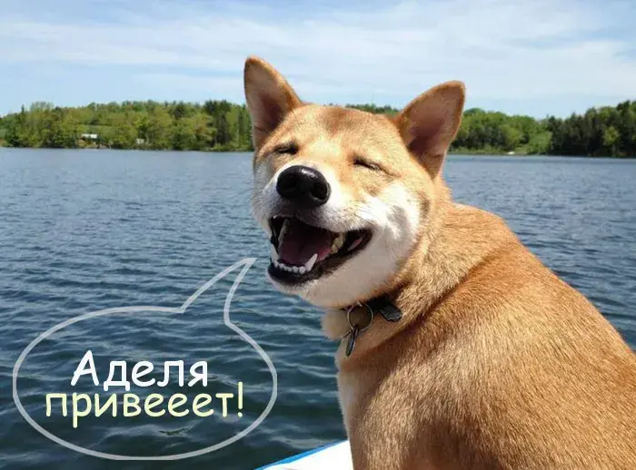 Открытка Открытки с именем Адель - Забавная собака на природе - открытка с щенком | Красивая открытка #128