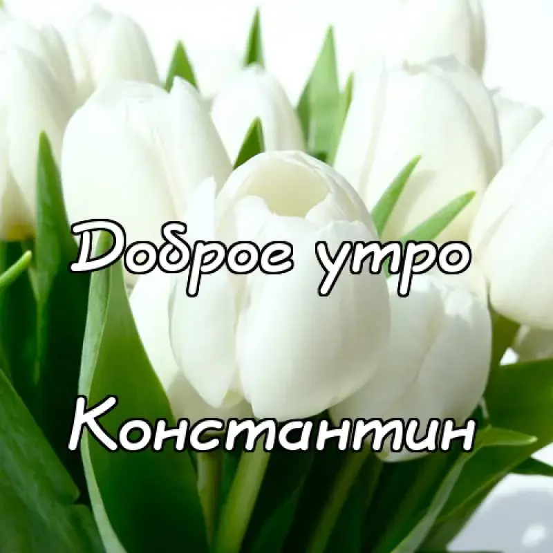 Открытка Открытки с именем Константин  - Открытка с тюльпанами: нежные цветы на фоне зелени | Красивая открытка #150