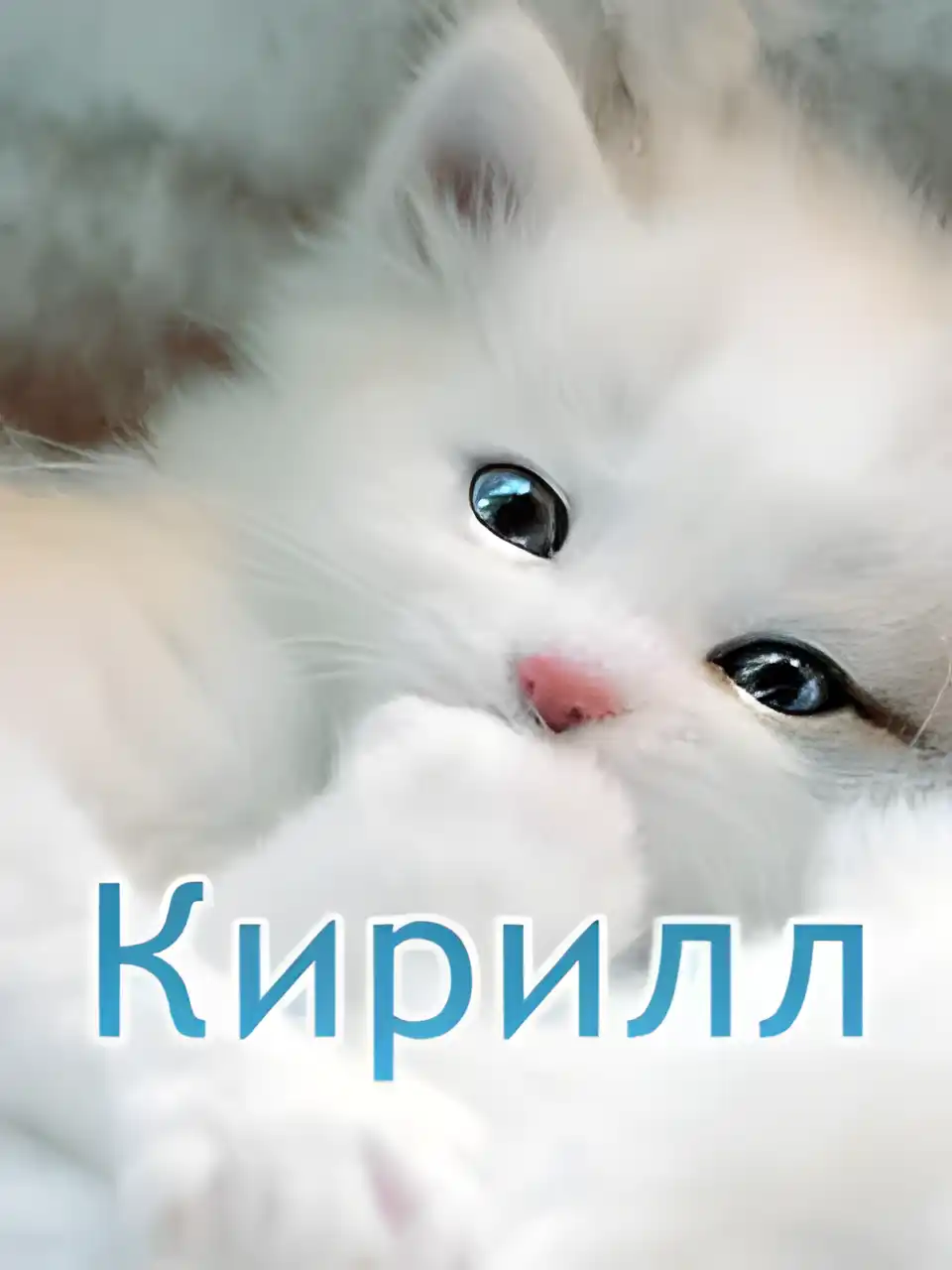 Открытка Открытки с именем Кирилл  - Милый котенок: открытка с пушистым малышом | Красивая открытка #106