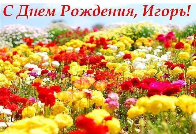 Открытка открытки с именем Игорь - Поле цветов: красные, желтые, розовые цветы | Красивая открытка #60