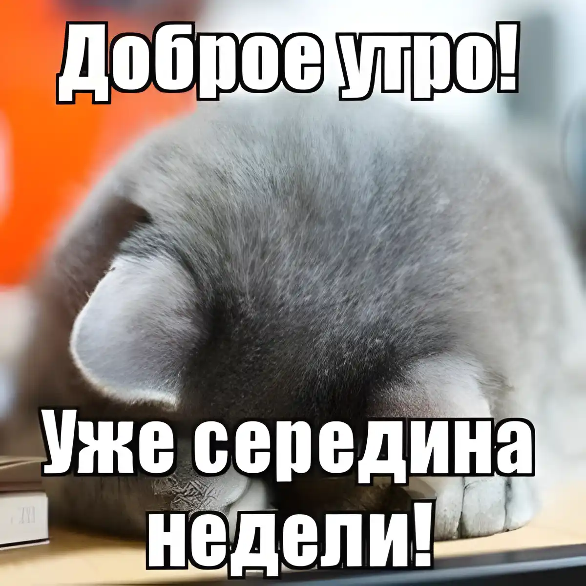 Открытка Открытки на среду - Спящий котик на весах: смешная открытка | Красивая открытка #191
