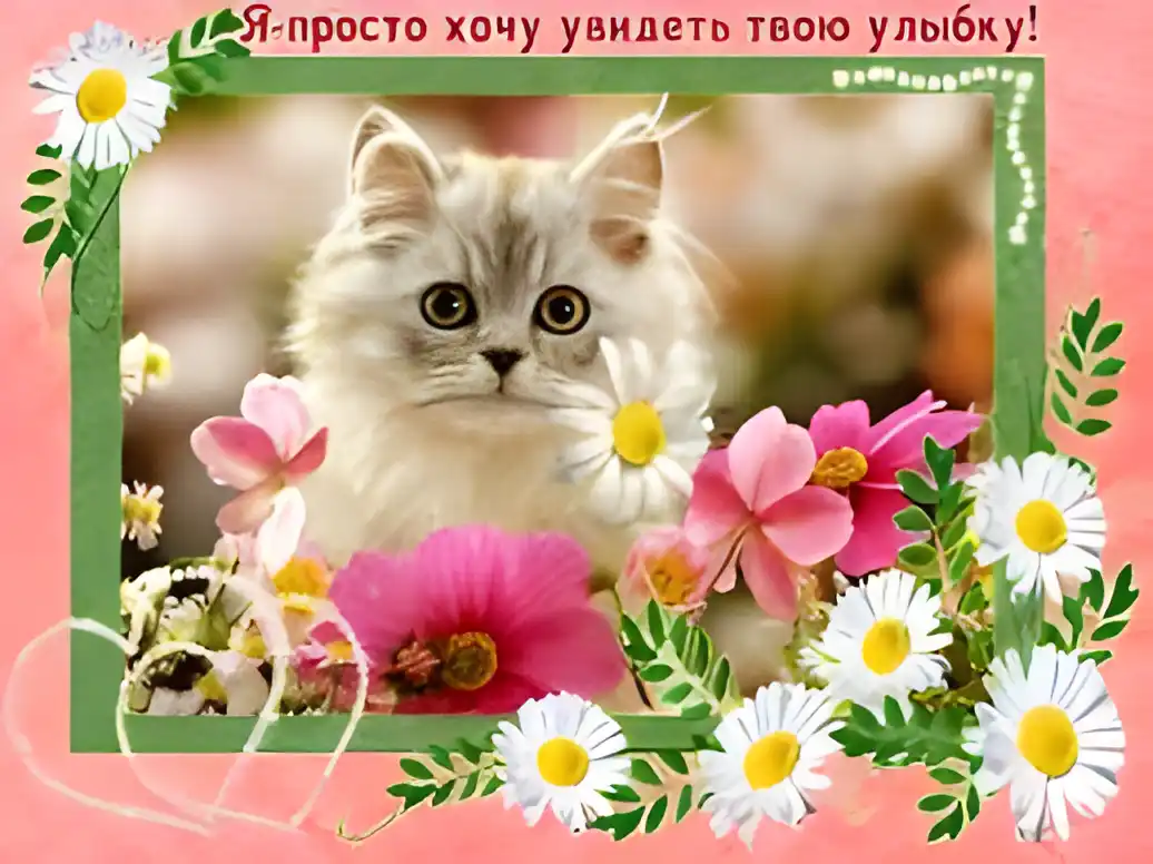 Открытка Открытки улыбнись - Милый кот среди цветов: открытка с пушистым котенком | Красивая открытка #97
